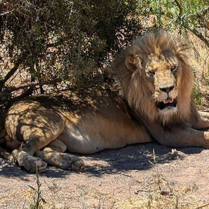 Aquila Afternoon Safari With Free Wine Tasting