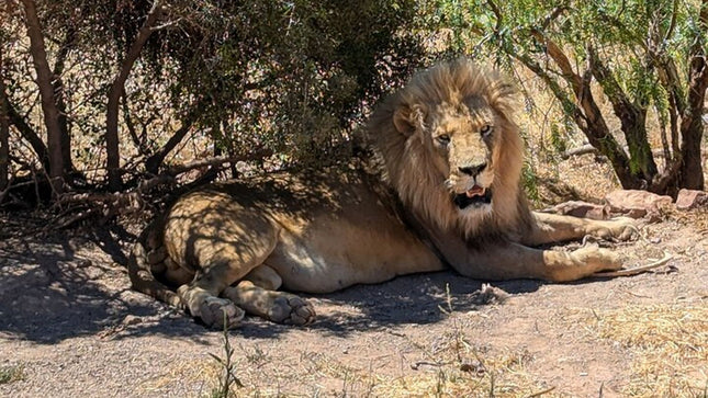Aquila Afternoon Safari With Free Wine Tasting