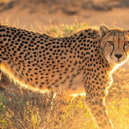 Bo-Kaap, Cheetah Outreach Firgrove & Stellenbosch Wine Tasting