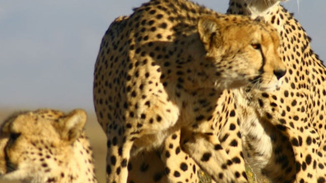 Cape Town: Full-Day Aquila Safari Tour with Nederburg Wine Tasting