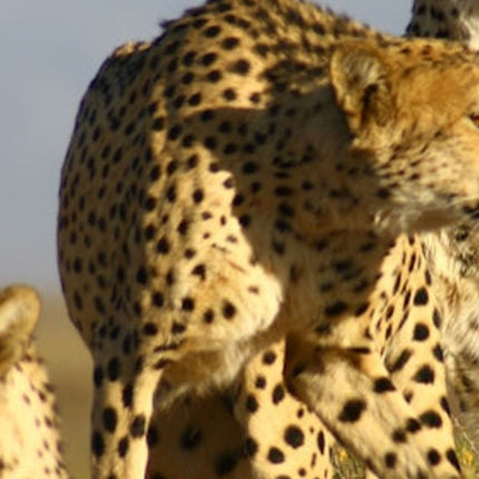Cape Town: Full-Day Aquila Safari Tour with Nederburg Wine Tasting