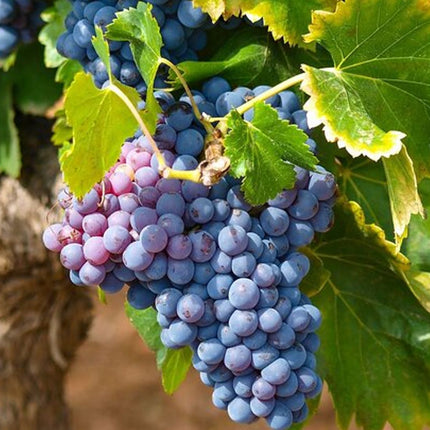 Private Full Day Stellenbosch Wine Tour