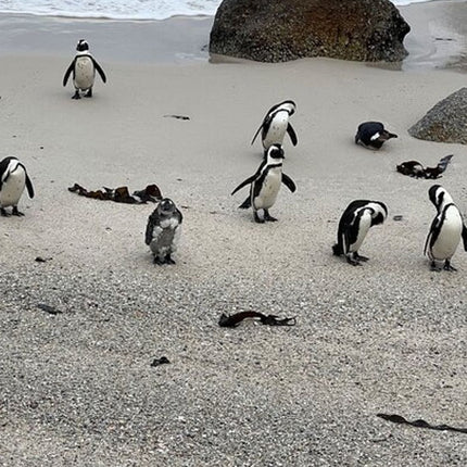 From Cape Town: Cape Agulhas Full Day Tour with Hotel Pick UP