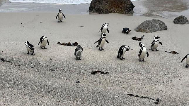 From Cape Town: Cape Agulhas Full Day Tour with Hotel Pick UP