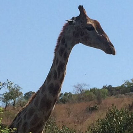 Unforgettable Lion Safari Adventure from Johannesburg
