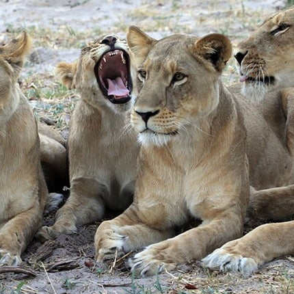 Inverdoorn Private Game Reserve Cape Town Tour
