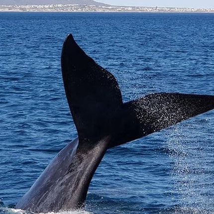 Whale Watching in Hermanus: Must-Do Activity in Cape Town, SA