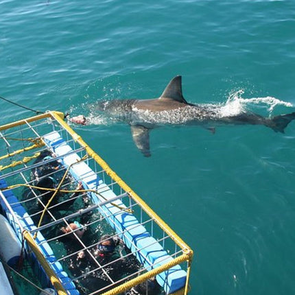 Shark Diving and Viewing Full Day Tour from Cape Town