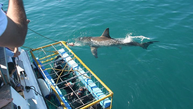 Shark Diving and Viewing Full Day Tour from Cape Town