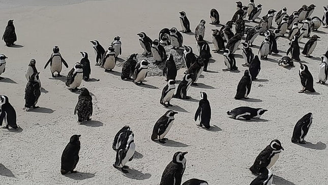 Cape of Good Hope Tour by Bus