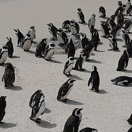Cape of Good Hope Tour by Bus