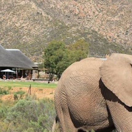 Cape Town: Small-Group Aquila Safari Tour with Wine Tasting