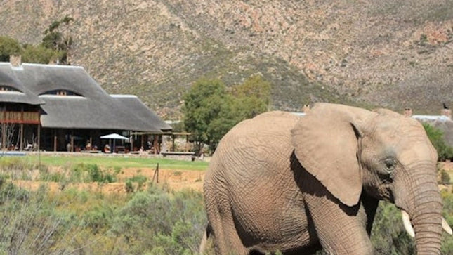 Cape Town: Small-Group Aquila Safari Tour with Wine Tasting