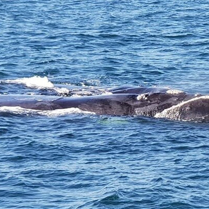 Whale Watching in Hermanus: Must-Do Activity in Cape Town, SA