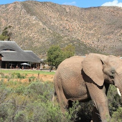 Cape Town Inverdoorn Game Reserve Tour