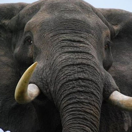 Elephant Sanctuary Tour from Johannesburg