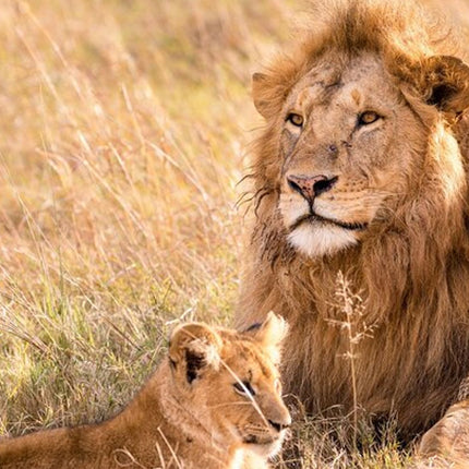 Unforgettable Lion Safari Adventure from Johannesburg
