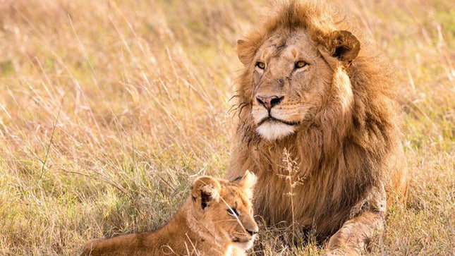 Unforgettable Lion Safari Adventure from Johannesburg