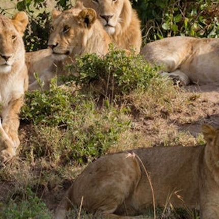 Cape Town: Full-Day Aquila Safari Tour with Nederburg Wine Tasting