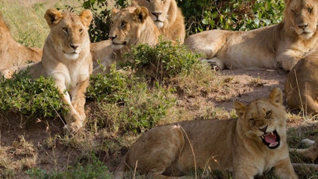 Cape Town: Full-Day Aquila Safari Tour with Nederburg Wine Tasting