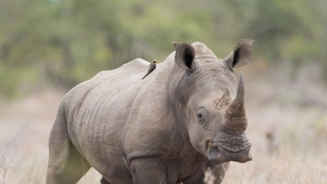 Cape Town: Small-Group Aquila Safari Tour with Wine Tasting