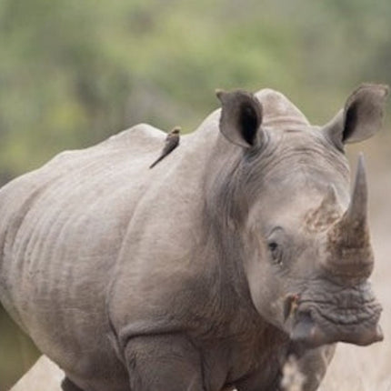 Cape Town: Small-Group Aquila Safari Tour with Wine Tasting