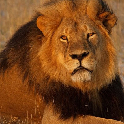 Unforgettable Lion Safari Adventure from Johannesburg