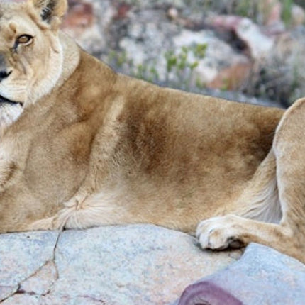 Cape Town: Sunset Aquila Safari Tour with Wine Tasting