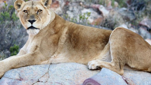 Cape Town: Sunset Aquila Safari Tour with Wine Tasting