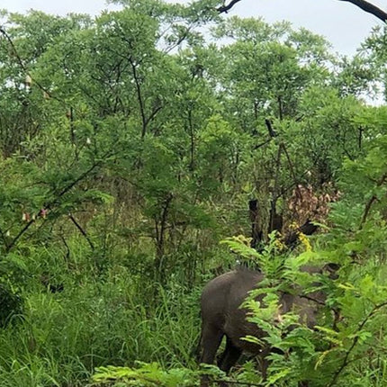 7 Days Kruger National Park Private Tour