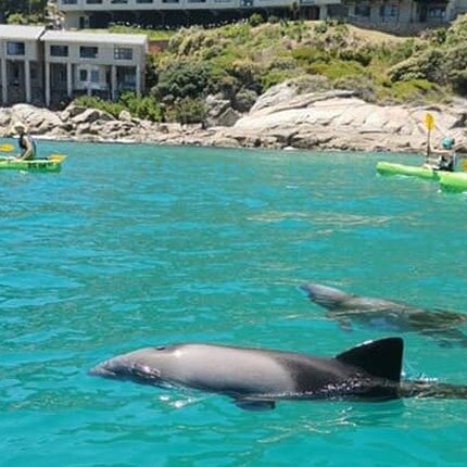 Kayak in Hout Bay
