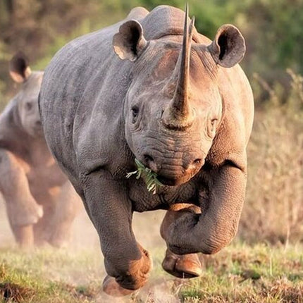Kruger National Park 2-Day Safari Trip From Cape Town