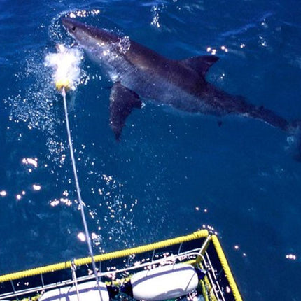 Shark Diving and Viewing Full Day Tour from Cape Town