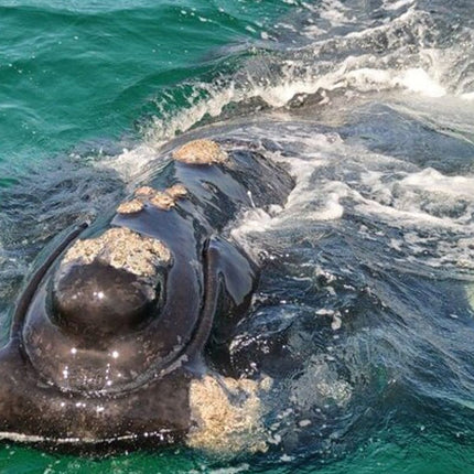 Whale Watching in Hermanus: Must-Do Activity in Cape Town, SA
