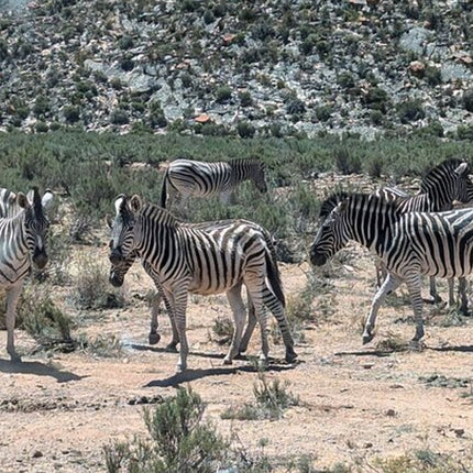 Aquila Afternoon Safari With Free Wine Tasting