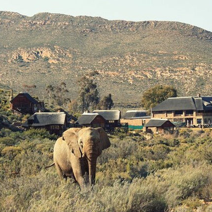 Cape Town Inverdoorn Game Reserve Tour