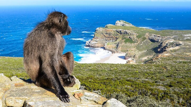 Cape Town Chauffeur Full Day