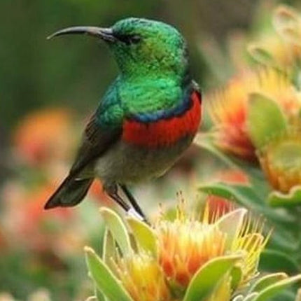 Kirstenbosch National Botanical Garden Private Tour