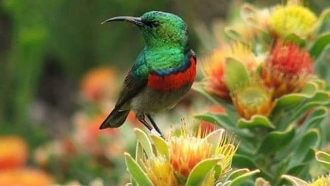 Kirstenbosch National Botanical Garden Private Tour