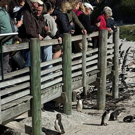 Full Day Cape Peninsula tour from Cape Town