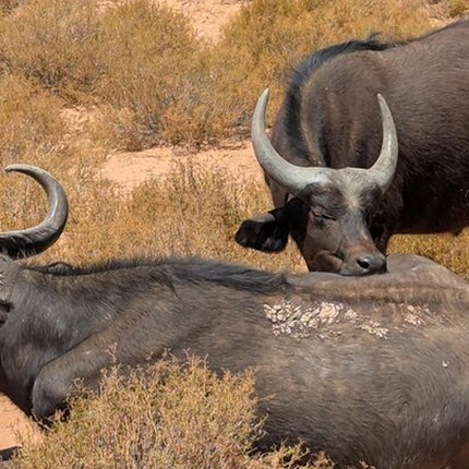 Aquila Afternoon Safari With Free Wine Tasting