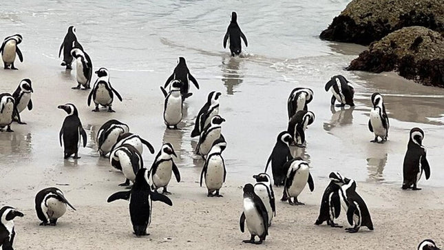 Table Mountain, Cape of Good Hope, Penguins and Sightseeing tour