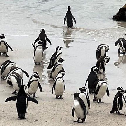Table Mountain, Cape of Good Hope, Penguins and Sightseeing tour