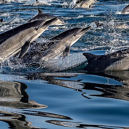 Combo Tour: Marine Wildlife Cruise and City PM
