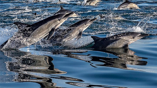 Combo Tour: Marine Wildlife Cruise and City PM