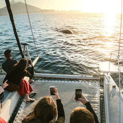 Midday Cruise in Cape Town