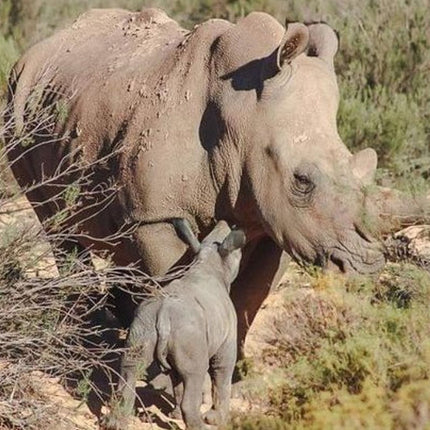 Wildlife and Safari Tour