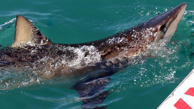 From Cape Town Shark Cage Diving and Viewing in Gansbaai