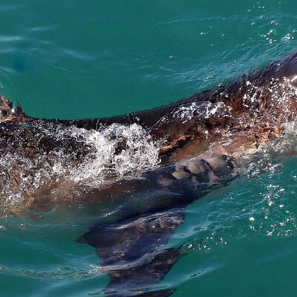 From Cape Town Shark Cage Diving and Viewing in Gansbaai