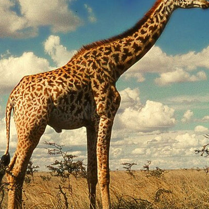 Sunset Safari Big 5 Aquila with Snacks and Wine Tasting
